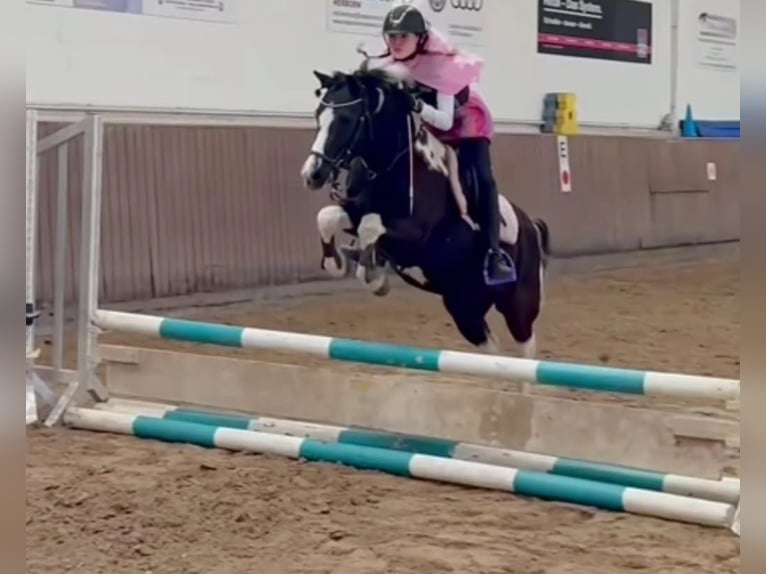 Poney de selle allemand Hongre 12 Ans 134 cm Pinto in Herborn