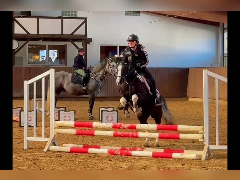 Poney de selle allemand Hongre 12 Ans 134 cm Pinto in Herborn