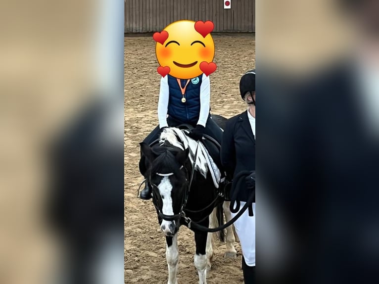 Poney de selle allemand Hongre 12 Ans 134 cm Pinto in Herborn