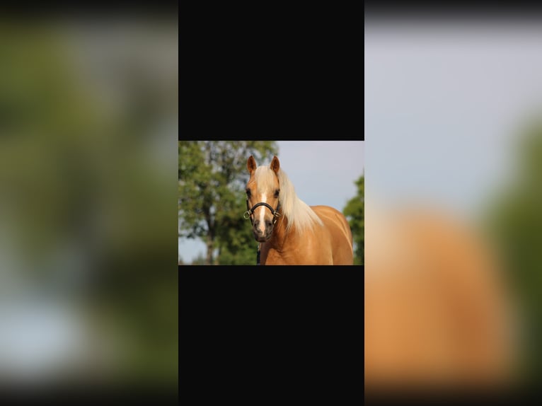 Poney de selle allemand Croisé Hongre 12 Ans 135 cm Palomino in Groß TwülpstedtVolkmarsdorf