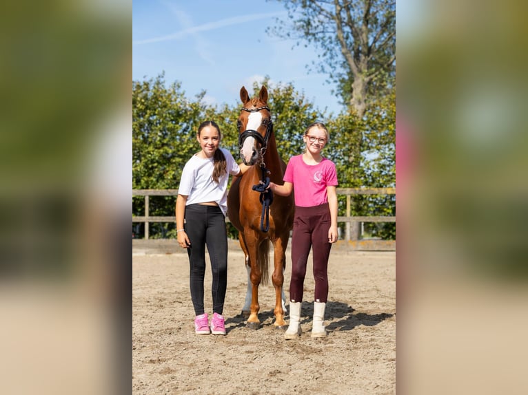 Poney de selle allemand Hongre 12 Ans 137 cm Alezan in Grebenhain