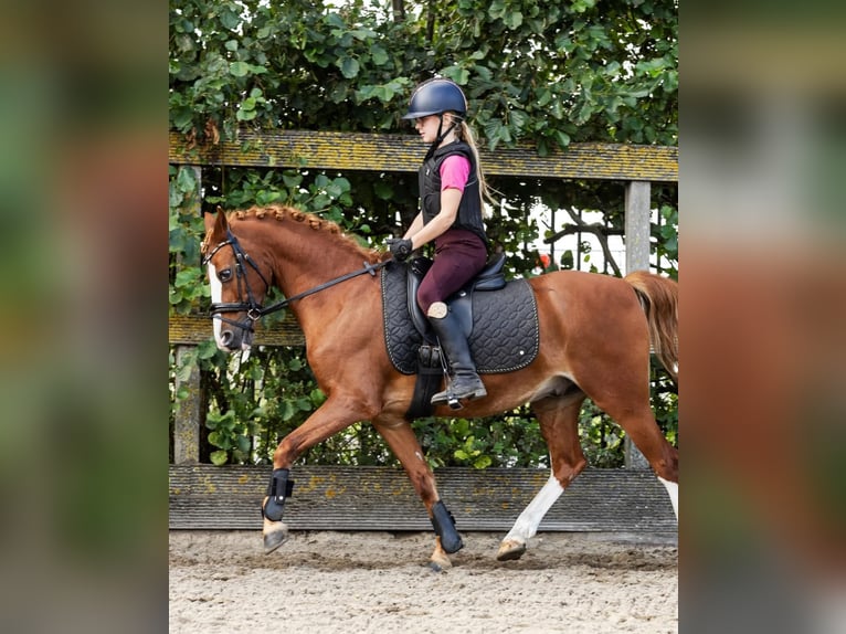 Poney de selle allemand Hongre 12 Ans 137 cm Alezan in Grebenhain