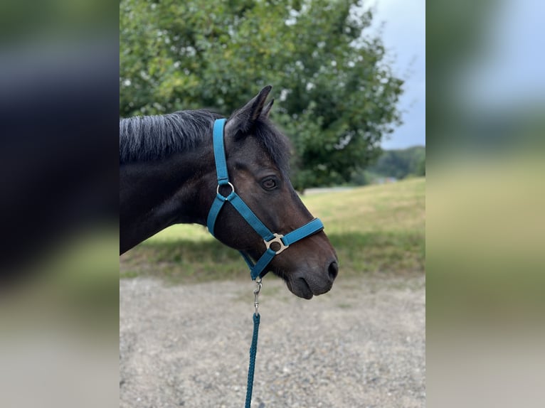Poney de selle allemand Hongre 12 Ans 140 cm Bai brun foncé in Wasserburg am Inn