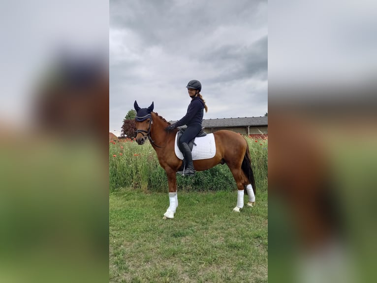 Poney de selle allemand Hongre 12 Ans 142 cm Alezan in Stuhr
