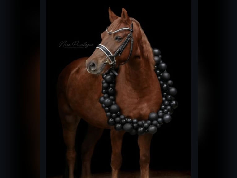 Poney de selle allemand Hongre 12 Ans 142 cm Alezan in Stuhr