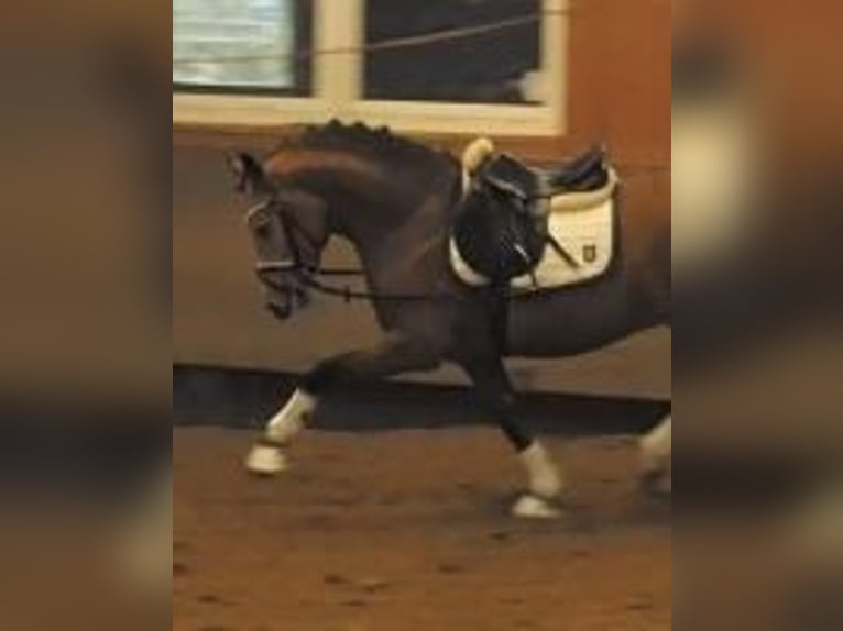 Poney de selle allemand Hongre 12 Ans 142 cm Isabelle in Velké Přílepy