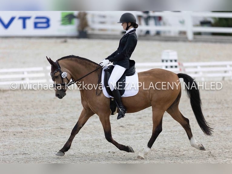 Poney de selle allemand Hongre 12 Ans 142 cm Isabelle in Velké Přílepy