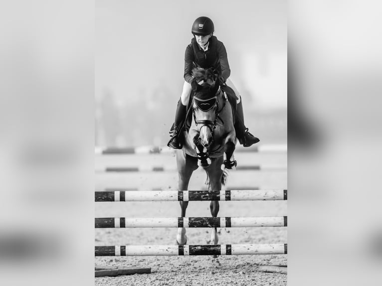 Poney de selle allemand Hongre 12 Ans 142 cm Isabelle in Velké Přílepy