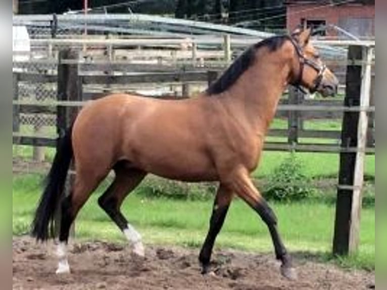 Poney de selle allemand Hongre 12 Ans 142 cm Isabelle in Velké Přílepy