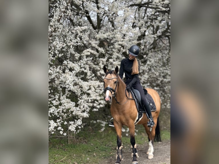Poney de selle allemand Hongre 12 Ans 142 cm Isabelle in Velké Přílepy