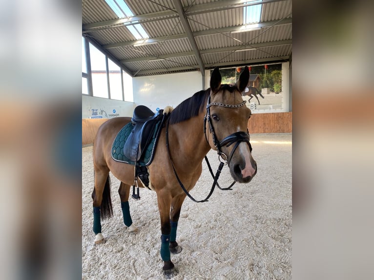 Poney de selle allemand Hongre 12 Ans 142 cm Isabelle in Velké Přílepy