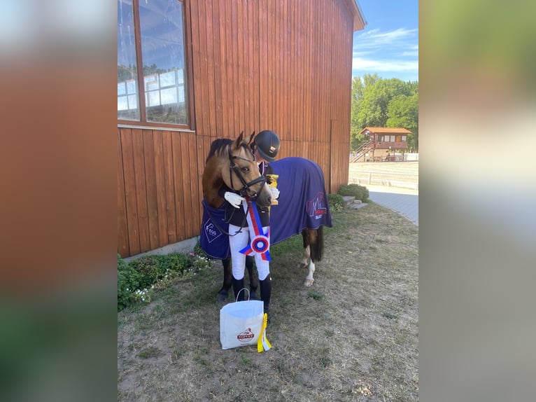 Poney de selle allemand Hongre 12 Ans 142 cm Isabelle in Velké Přílepy