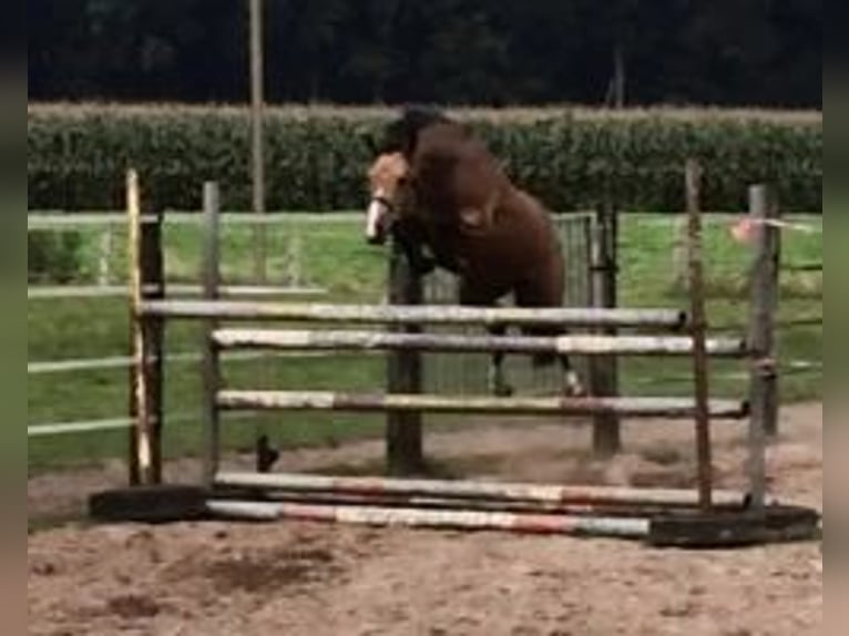 Poney de selle allemand Hongre 12 Ans 142 cm Isabelle in Velké Přílepy