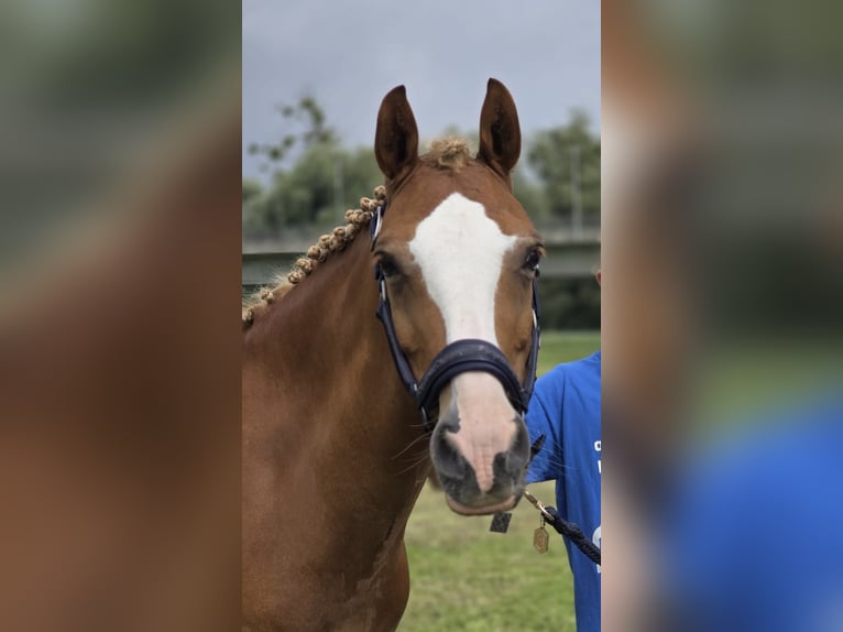 Poney de selle allemand Hongre 12 Ans 143 cm Alezan in Regensburg