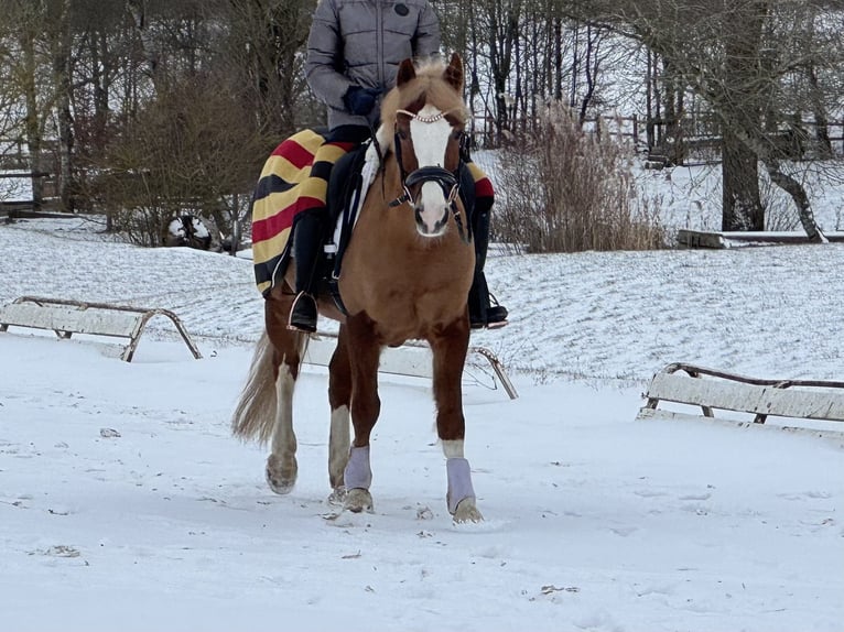 Poney de selle allemand Hongre 12 Ans 143 cm Alezan in Regensburg