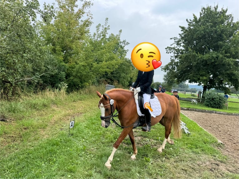 Poney de selle allemand Hongre 12 Ans 143 cm Alezan in Regensburg