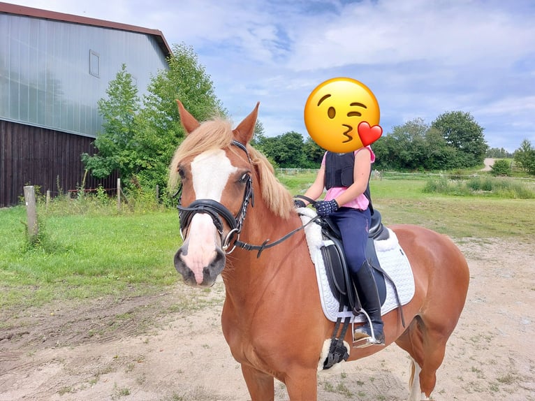 Poney de selle allemand Hongre 12 Ans 143 cm Alezan in Straubing