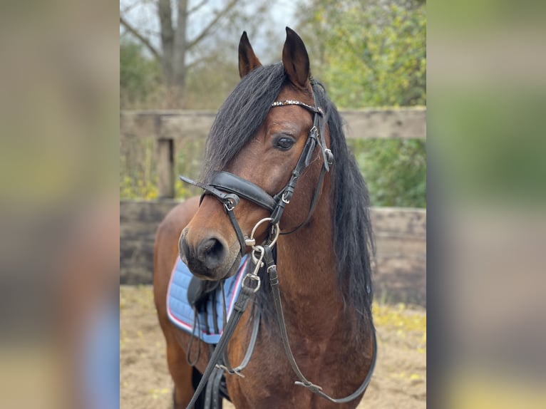 Poney de selle allemand Hongre 12 Ans 143 cm Bai in Trebbin