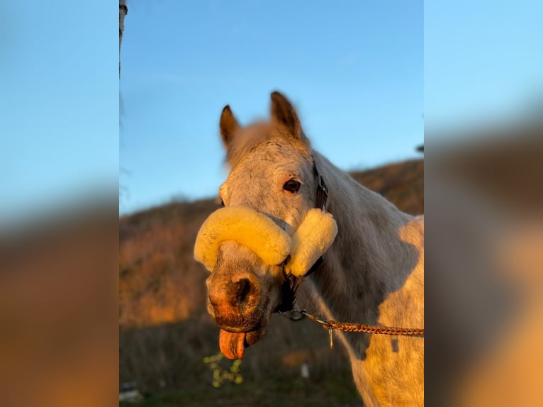 Poney de selle allemand Hongre 12 Ans 143 cm Gris in Neuruppin