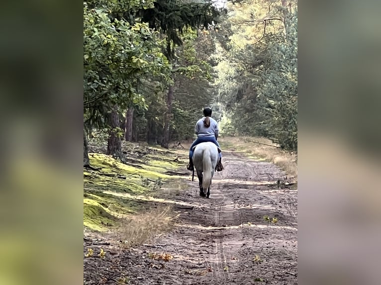 Poney de selle allemand Hongre 12 Ans 143 cm Gris in Neuruppin