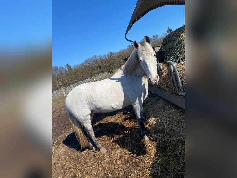 Poney de selle allemand Hongre 12 Ans 143 cm Gris in Neuruppin