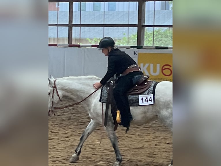 Poney de selle allemand Hongre 12 Ans 143 cm Gris in Neuruppin