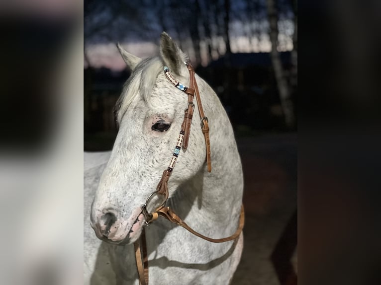 Poney de selle allemand Hongre 12 Ans 143 cm Gris in Neuruppin