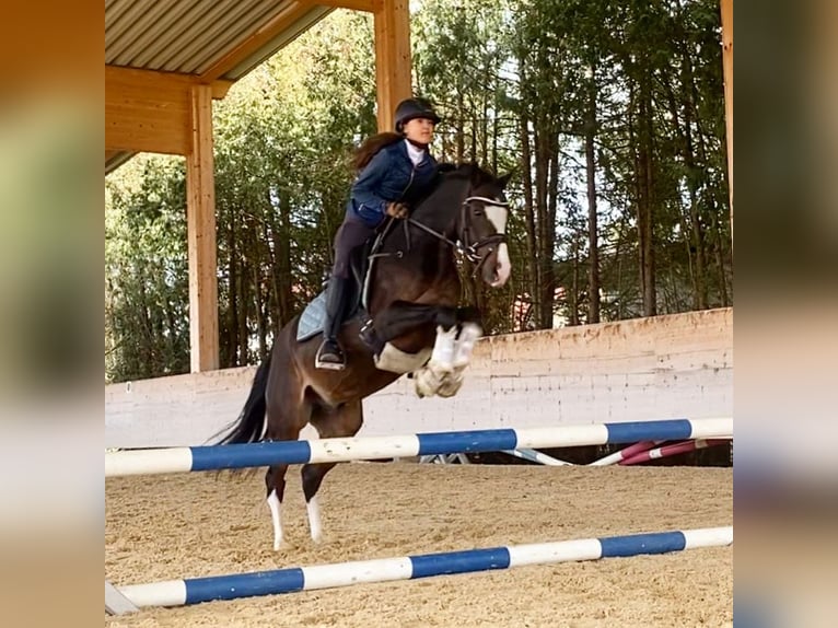 Poney de selle allemand Hongre 12 Ans 144 cm Bai brun in München