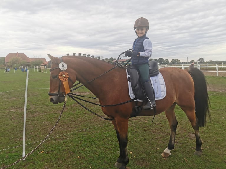 Poney de selle allemand Hongre 12 Ans 145 cm Bai in Tiddische