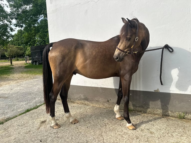Poney de selle allemand Hongre 12 Ans 145 cm Buckskin in Essen