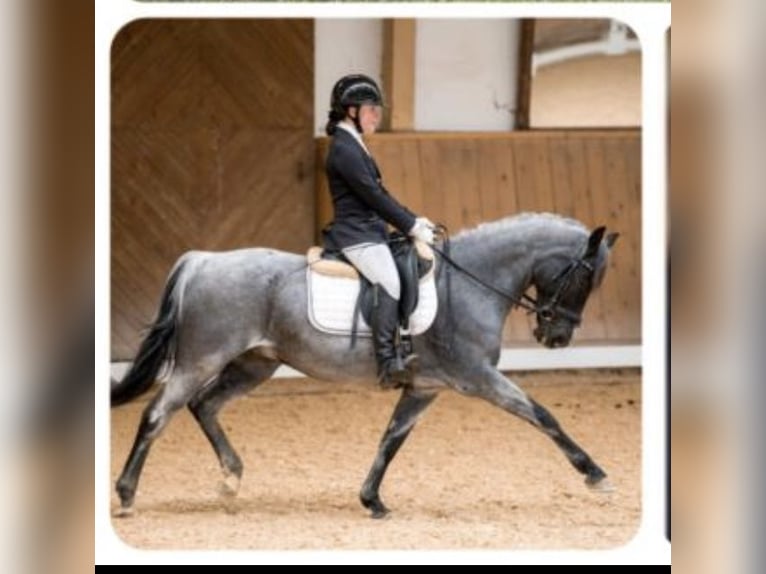 Poney de selle allemand Hongre 12 Ans 145 cm Gris noir in Ergoldsbach