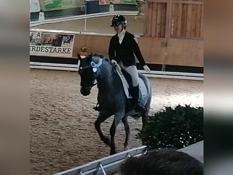 Poney de selle allemand Hongre 12 Ans 145 cm Gris noir in Ergoldsbach