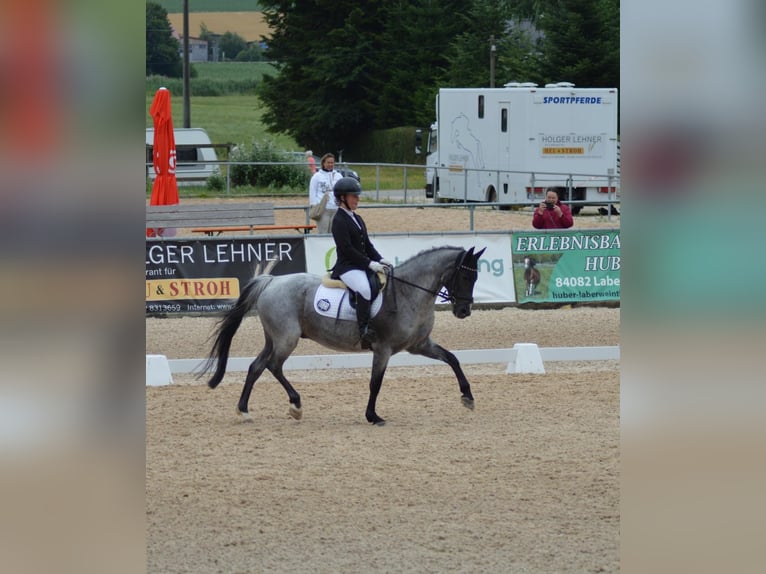 Poney de selle allemand Hongre 12 Ans 145 cm Gris noir in Ergoldsbach