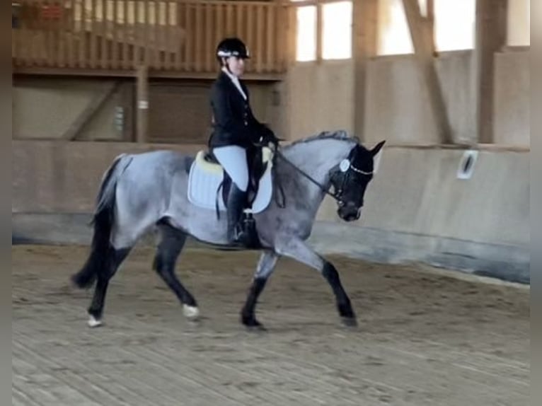 Poney de selle allemand Hongre 12 Ans 145 cm Gris noir in Ergoldsbach