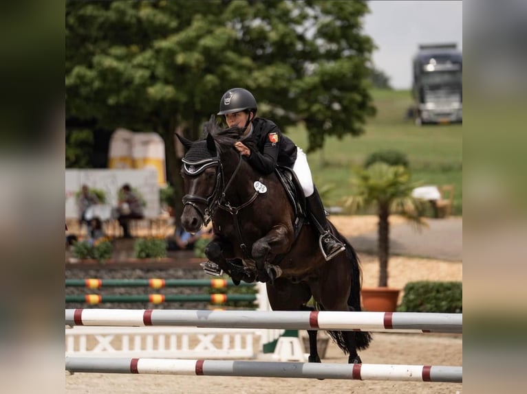 Poney de selle allemand Hongre 12 Ans 145 cm Noir in Weener