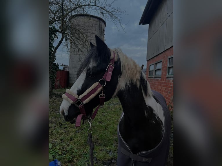 Poney de selle allemand Hongre 12 Ans 145 cm Pinto in FronhausenFronhausen