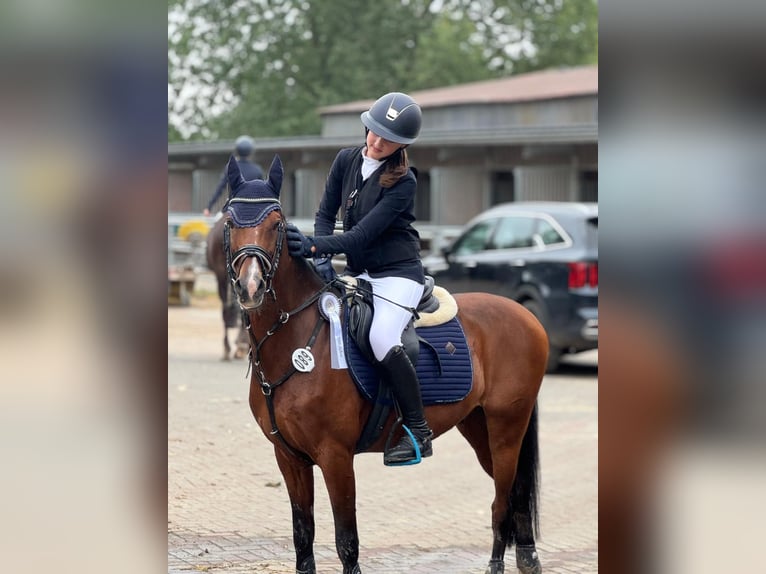Poney de selle allemand Hongre 12 Ans 146 cm Bai in Datteln