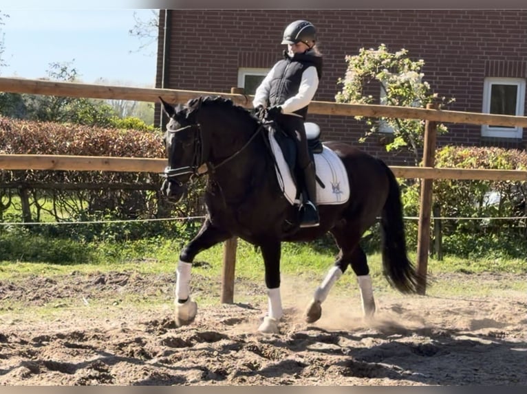 Poney de selle allemand Hongre 12 Ans 146 cm Noir in Alfstedt