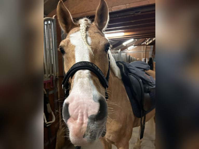 Poney de selle allemand Hongre 12 Ans 146 cm Palomino in Memmingen