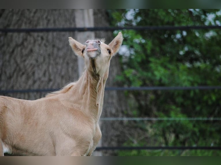 Poney de selle allemand Hongre 12 Ans 146 cm Palomino in Memmingen