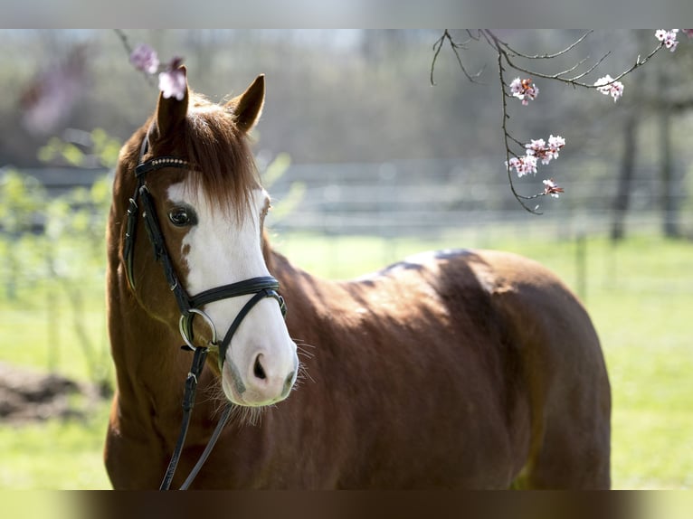 Poney de selle allemand Hongre 12 Ans 147 cm Alezan in Interlaken