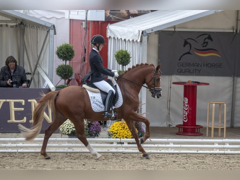 Poney de selle allemand Hongre 12 Ans 147 cm Alezan in Ganschow