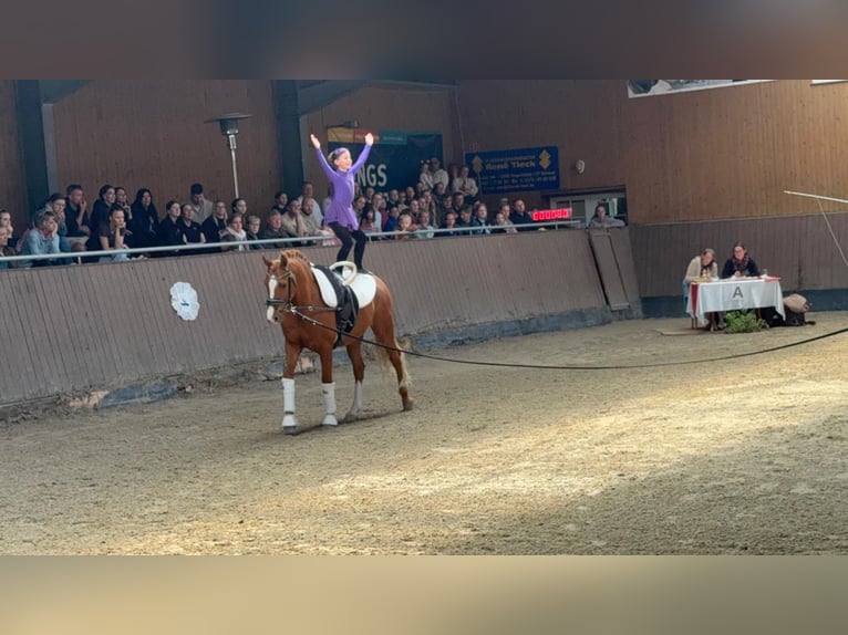 Poney de selle allemand Hongre 12 Ans 147 cm Alezan in Ganschow