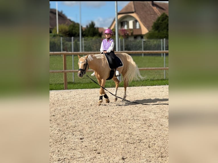 Poney de selle allemand Hongre 12 Ans 147 cm Palomino in Grüningen