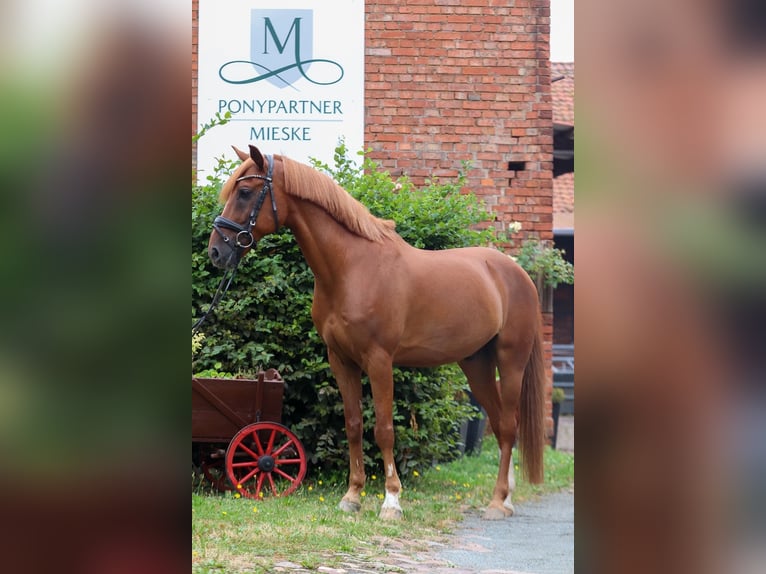 Poney de selle allemand Hongre 12 Ans 148 cm Alezan in Groß Twülpstedt