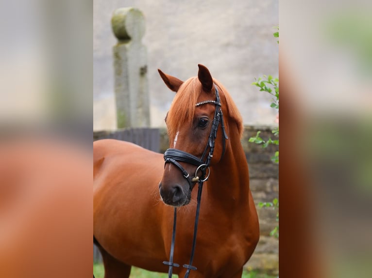 Poney de selle allemand Hongre 12 Ans 148 cm Alezan in Groß Twülpstedt