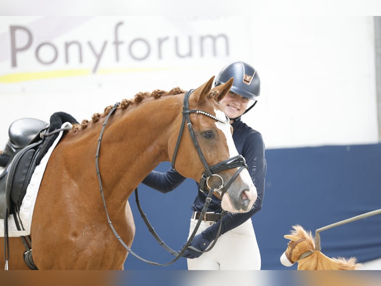 Poney de selle allemand Hongre 12 Ans 148 cm Alezan in Marsberg