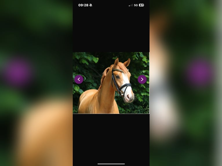 Poney de selle allemand Hongre 12 Ans 148 cm Alezan in Soltau