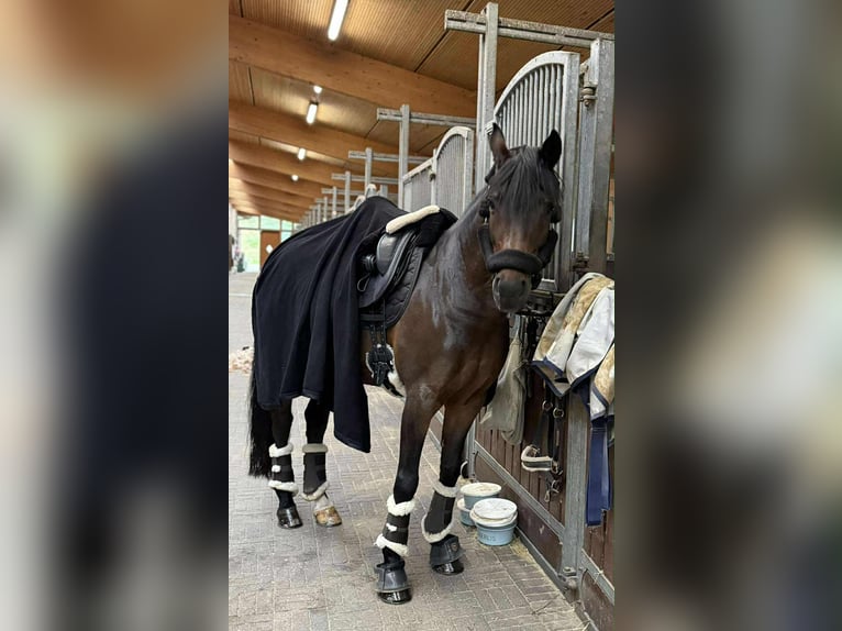 Poney de selle allemand Hongre 12 Ans 148 cm Bai brun in Jüchen