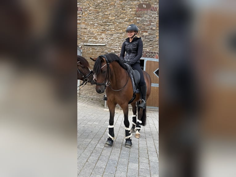 Poney de selle allemand Hongre 12 Ans 148 cm Bai brun in Jüchen